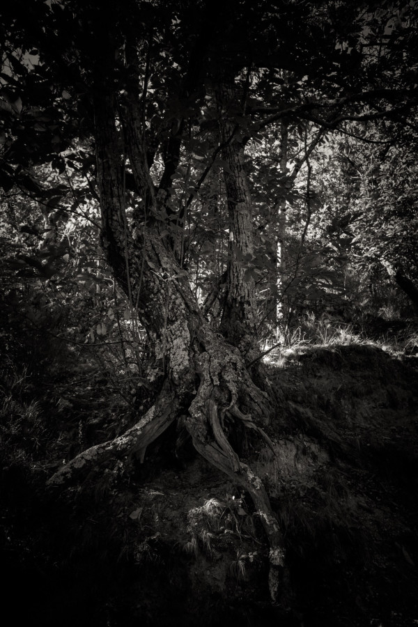 Petites séries présentées lors du congrès de Tonneins les 13 et 14 décembre 2026