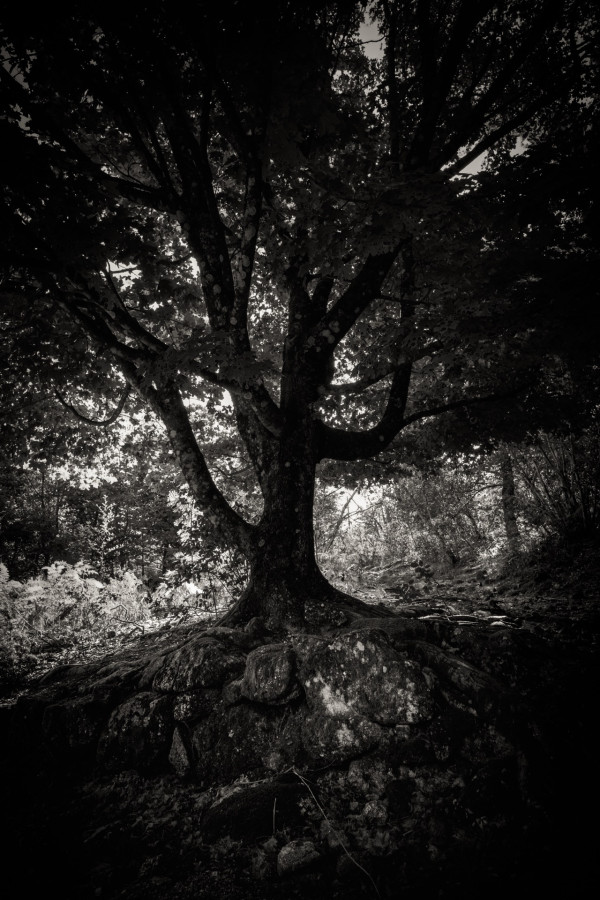 Petites séries présentées lors du congrès de Tonneins les 13 et 14 décembre 2026