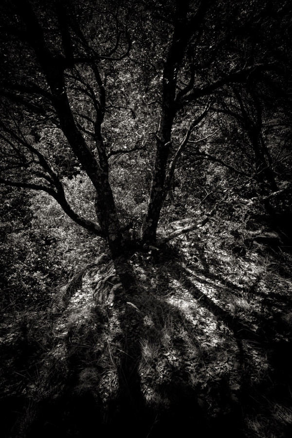 Petites séries présentées lors du congrès de Tonneins les 13 et 14 décembre 2026